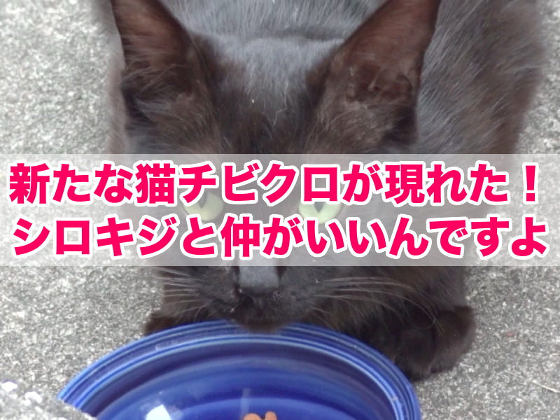 新たな猫チビクロが現れた！